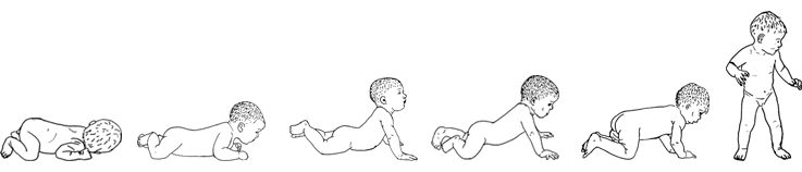 f-reflex